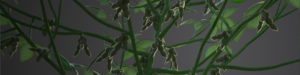 3D Soy Plant